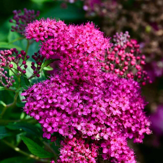 Vibrant magenta pink privacy shrub flowers with dense petals and green stems