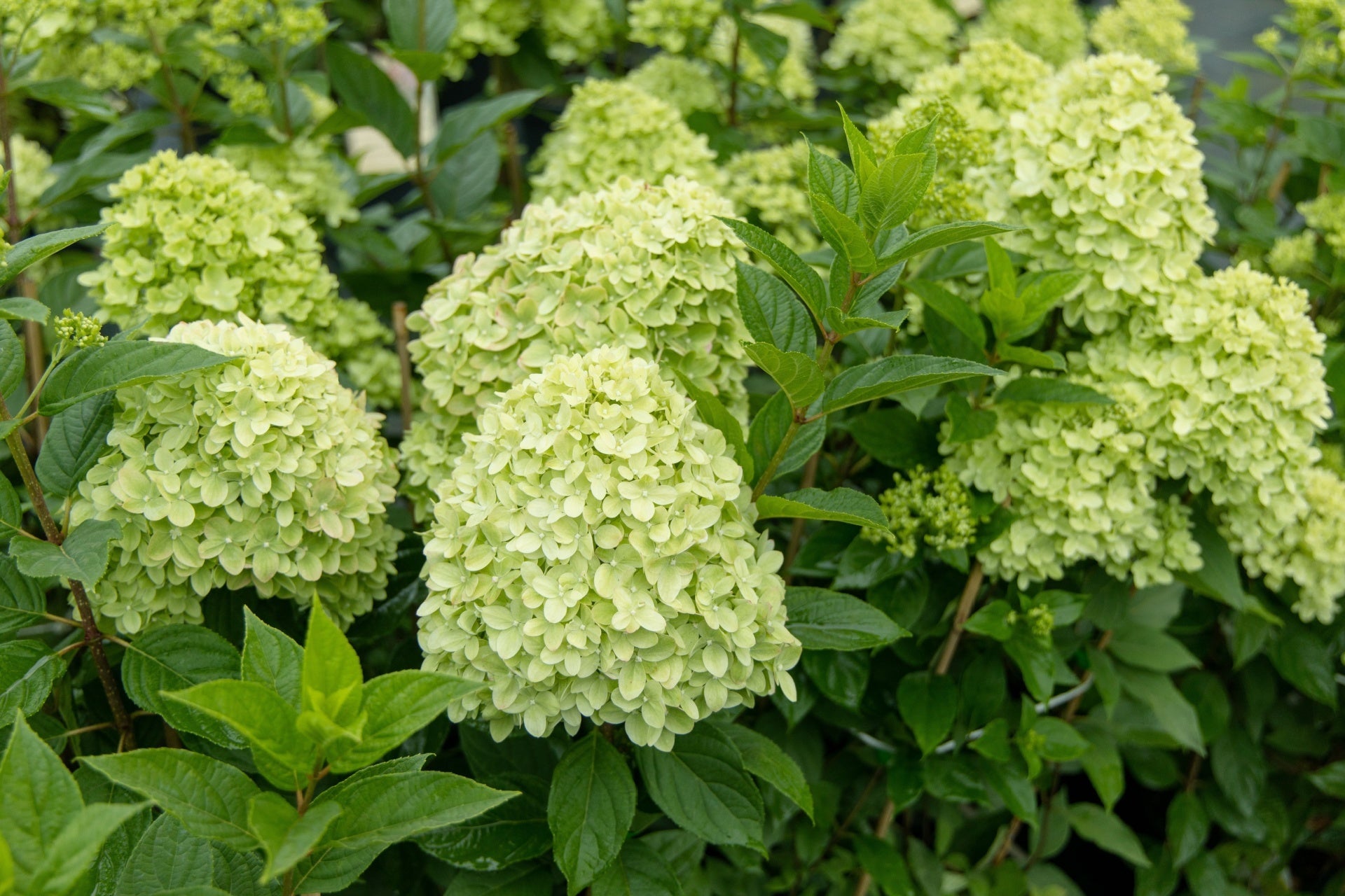 Lush pale green Limelight hydrangea blooms with glossy dark green leaves