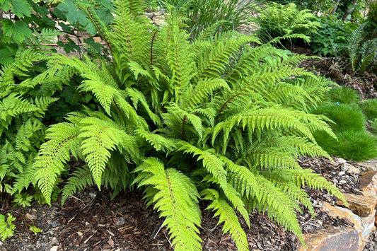 Lush vibrant green fern with delicate fronds for best-selling gardens