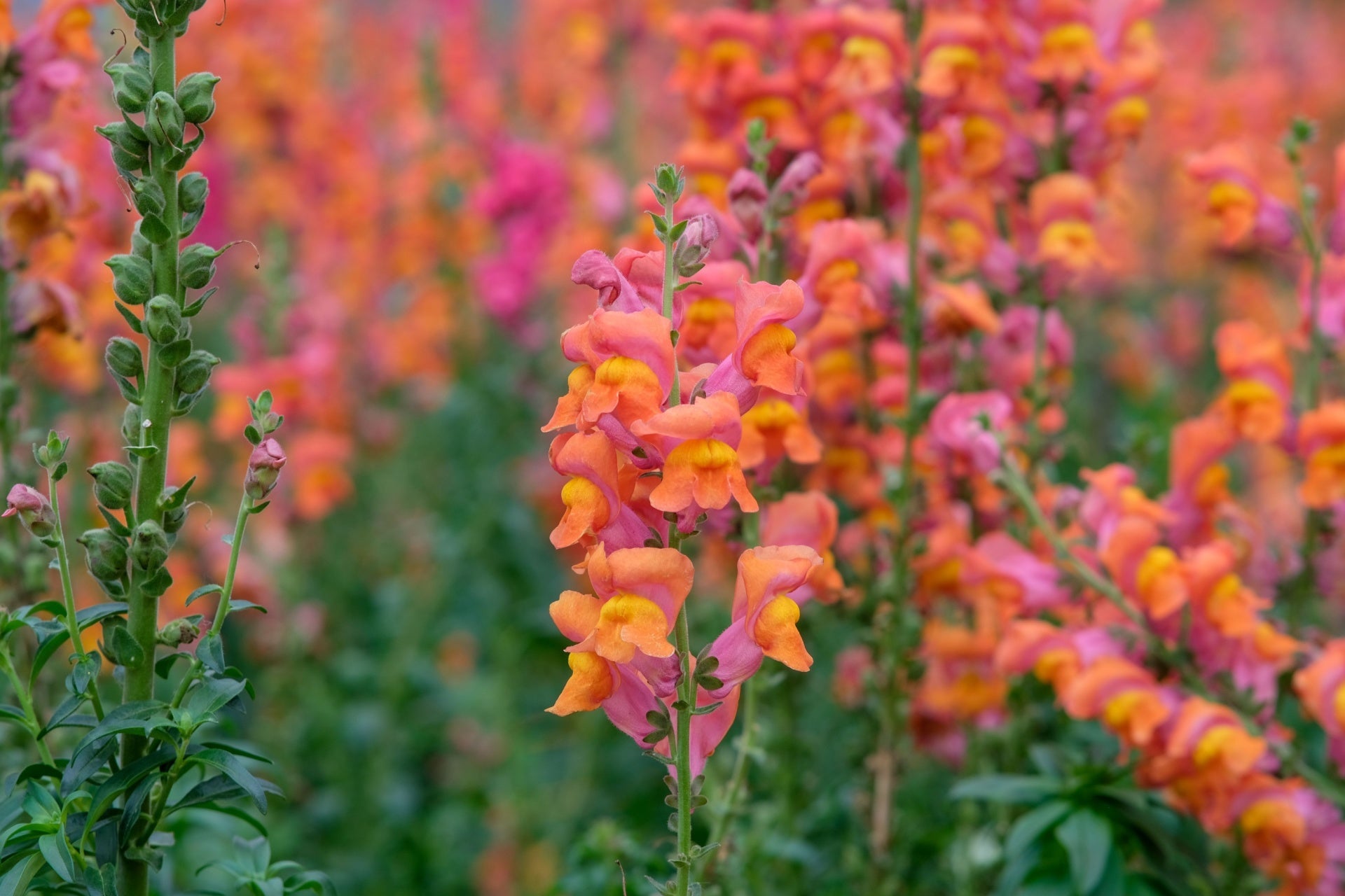 Vibrant orange and pink snapdragon blooms, annuals or perennials
