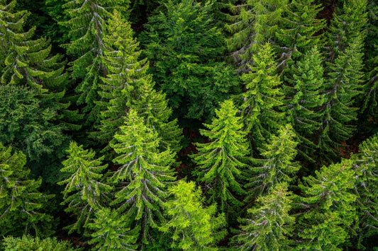 Dense green coniferous trees ideal for zone 6 evergreen landscapes