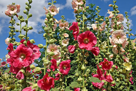 Vibrant pink and peach hollyhock perennials in field against blue sky