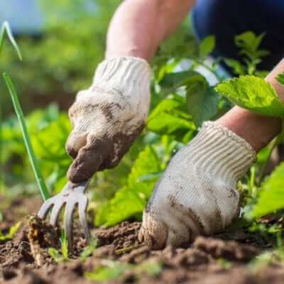 White knitted gardening gloves with dirt on fingers using small metal fork