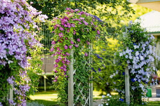 Purple lavender clematis vine cascading on trellis for shade gardens