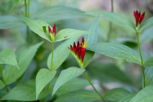 Vibrant Indian pink wildflower with red blooms and yellow centers amid green leaves