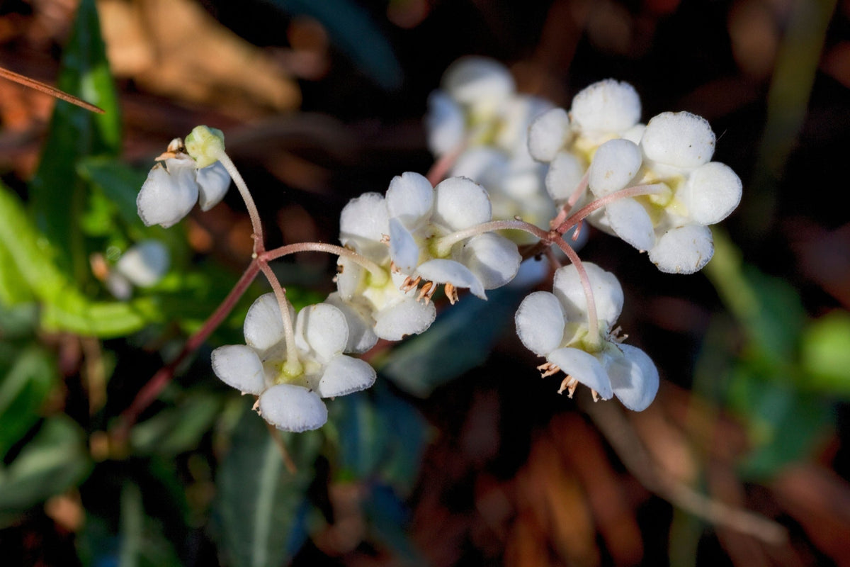 Spotted wintergreen delicate white five-petaled flowers on stems