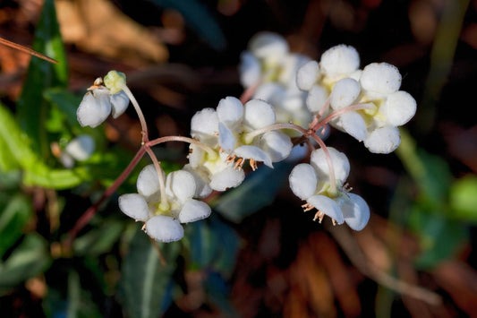 Spotted wintergreen delicate white five-petaled flowers on stems