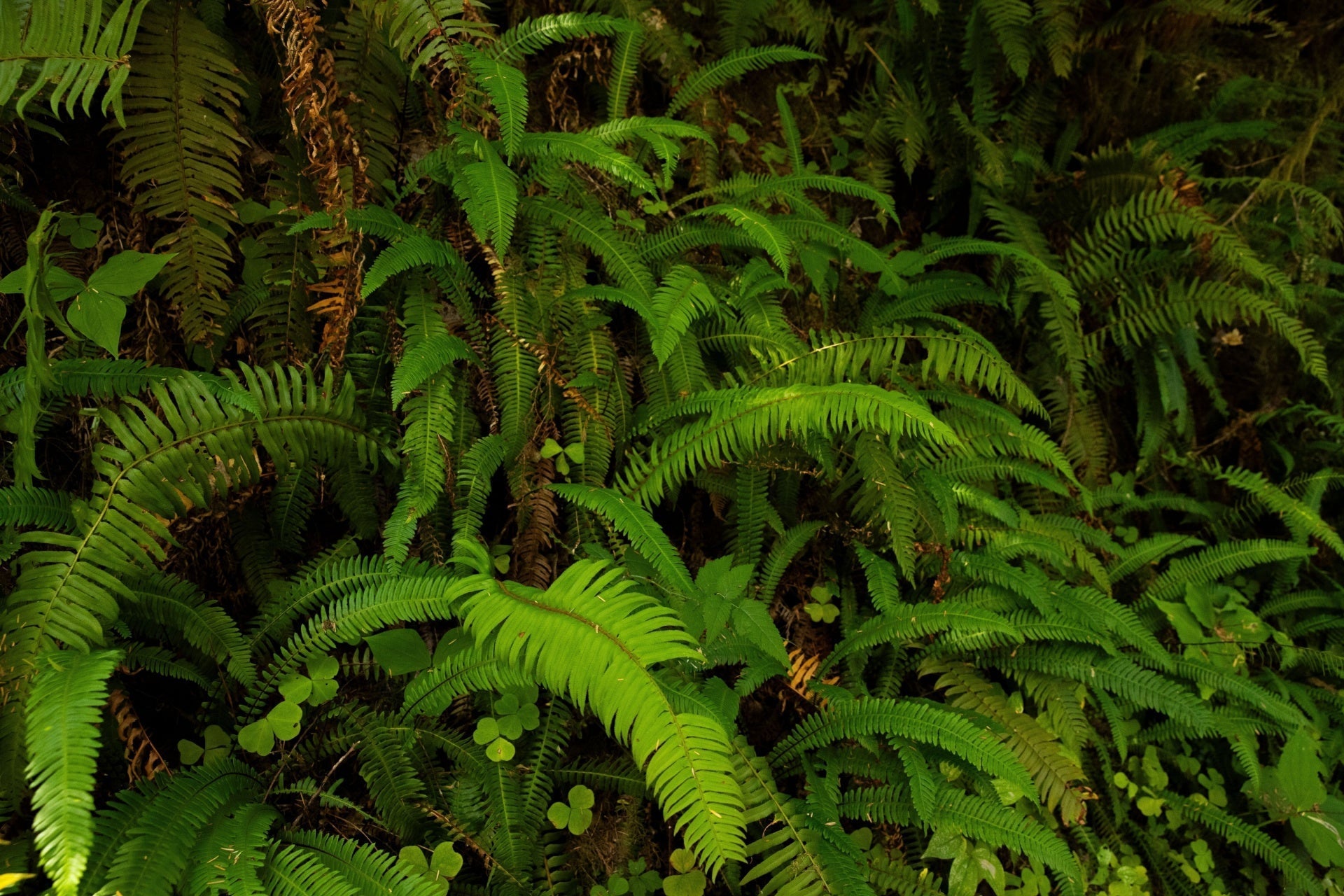 Lush green native ferns with feathery fronds and brown stems for landscaping