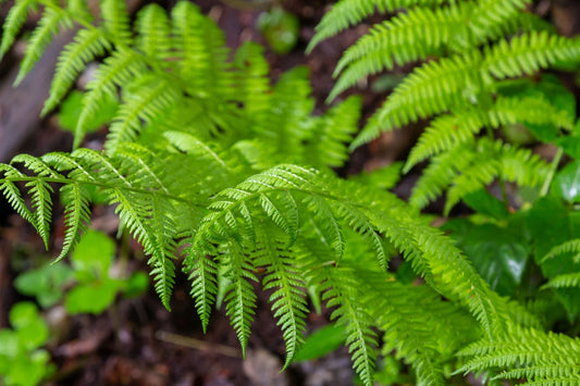 Vibrant green shade-loving fern fronds with feathery texture