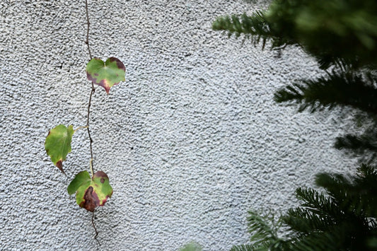 Transforming Walls into Perennial Living Art