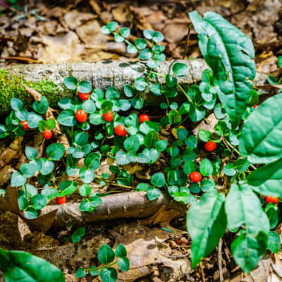 Vibrant red berries of Mitchella repens on mossy log with green leaves