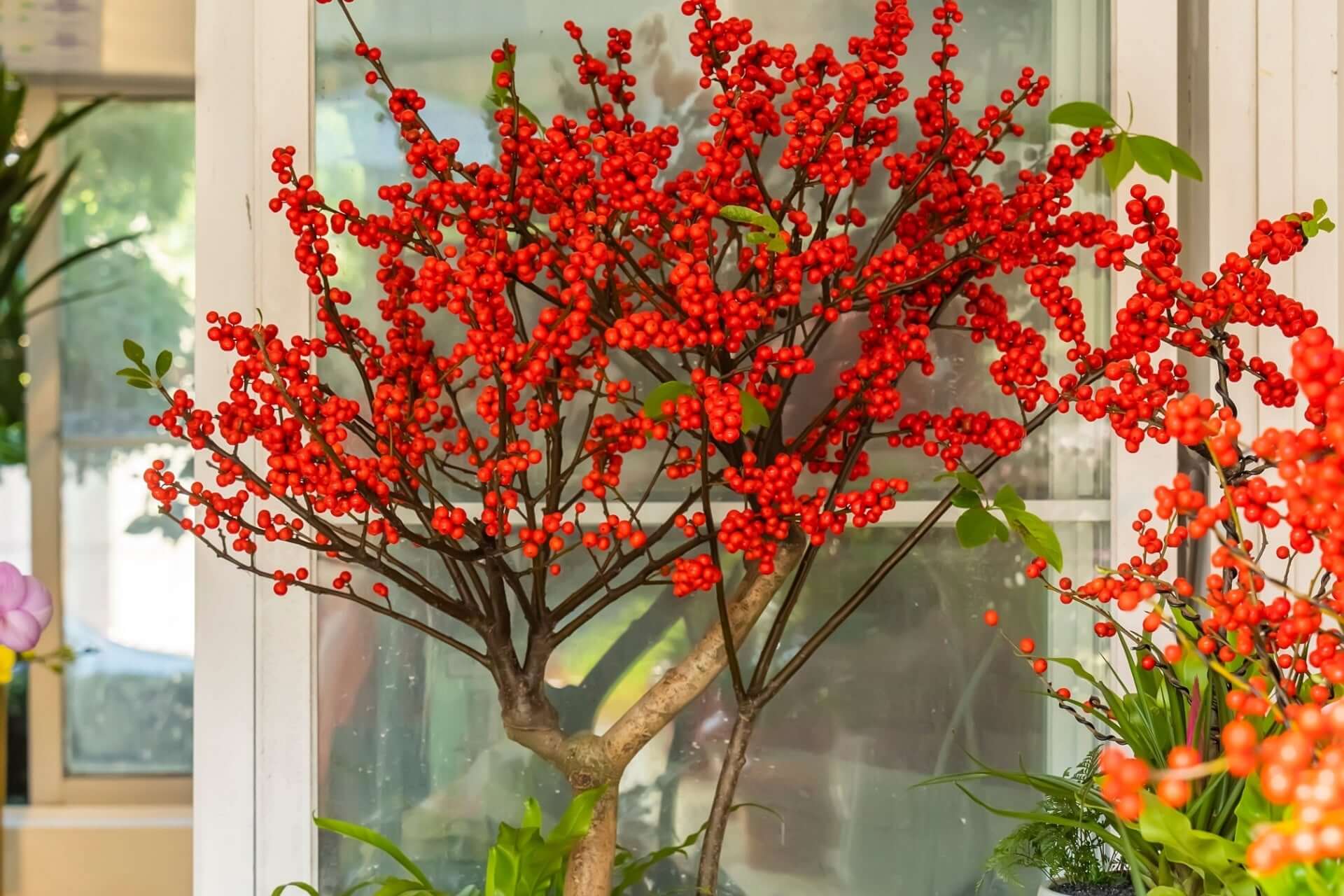 Vibrant red berry ornamental tree in container indoors near window