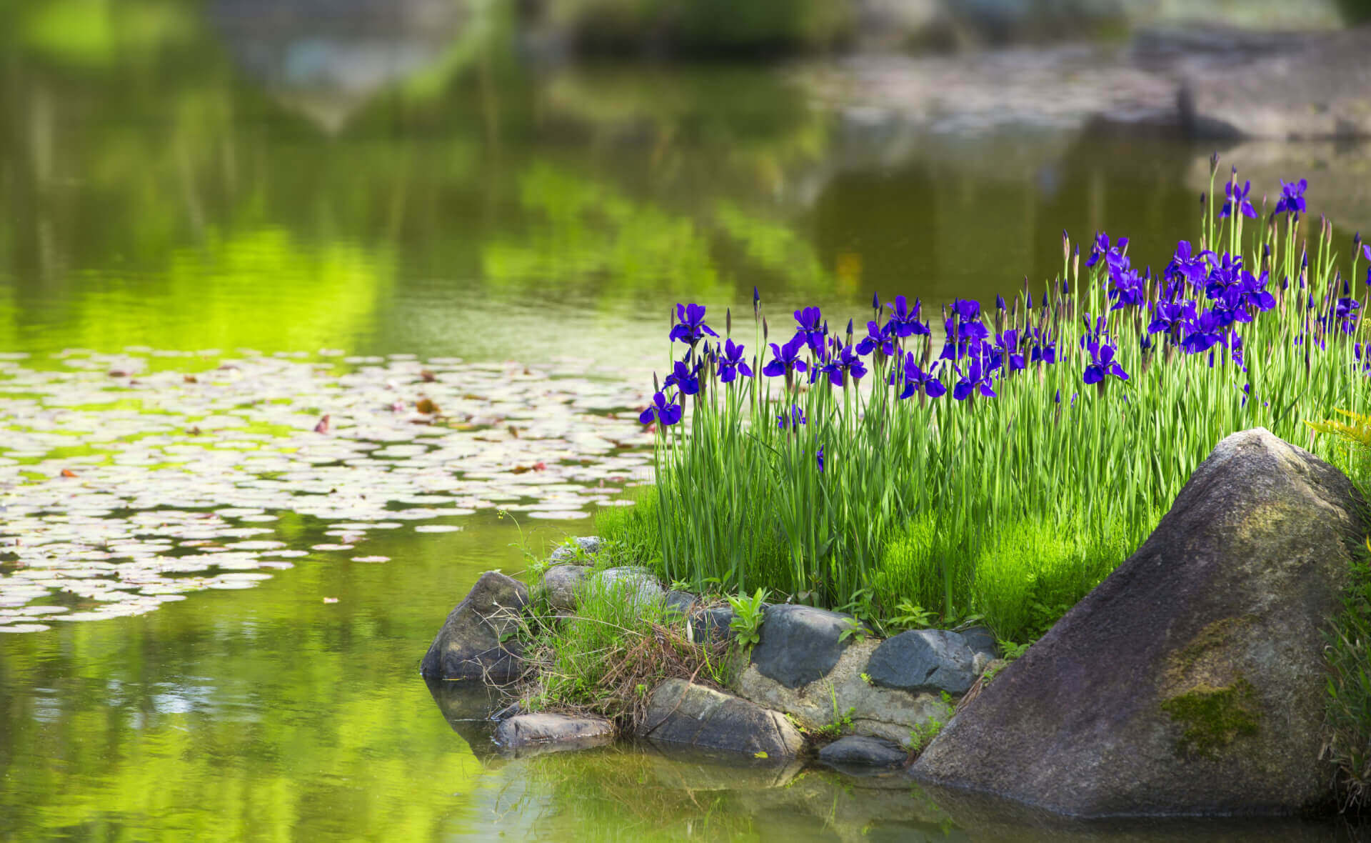 Vibrant purple irises blooming in lush grass by tranquil pond