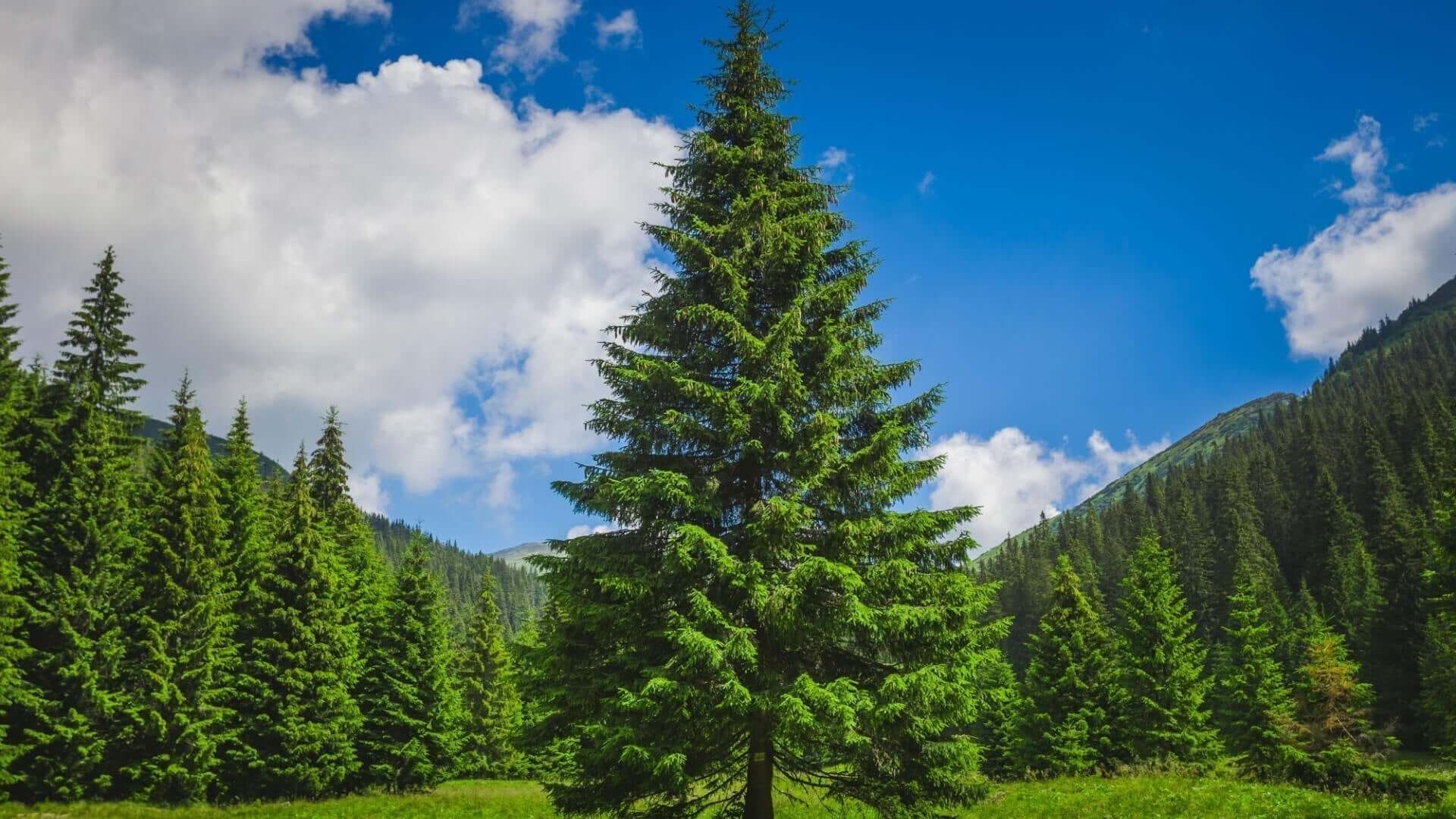 Tall vibrant green spruce pine in sunlit meadow under blue sky