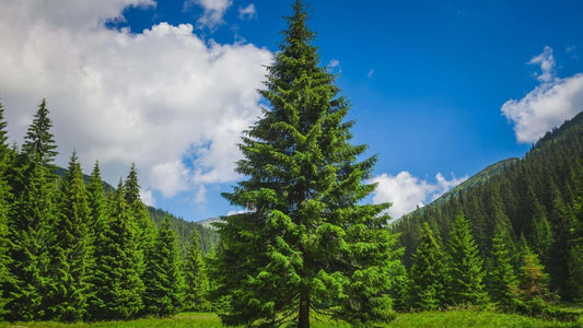 Tall vibrant green spruce pine in sunlit meadow under blue sky