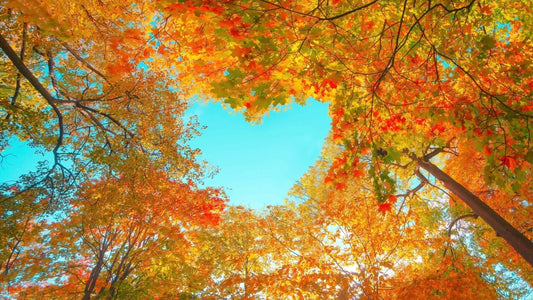 Heart-shaped opening in orange yellow autumn leaves for fall planting benefits
