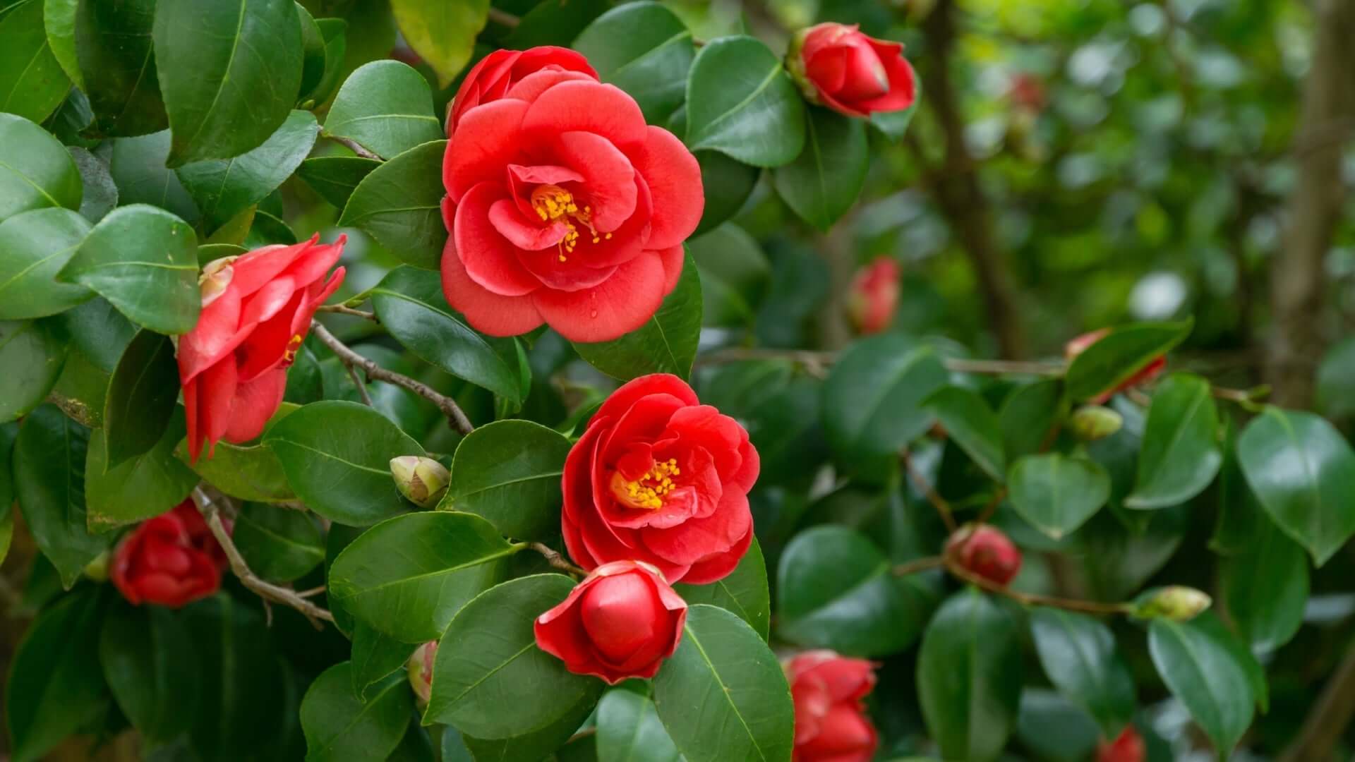 Vibrant native red camellia flowers with golden stamens amid green foliage