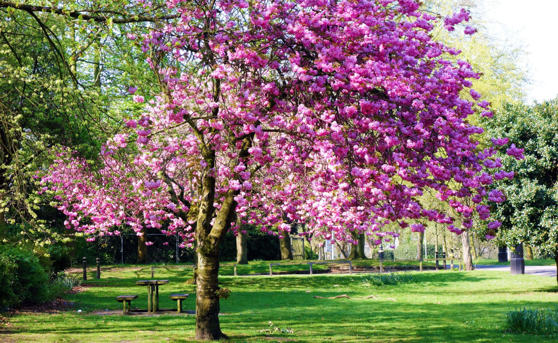 Vibrant pink flowering tree as captivating park focal point