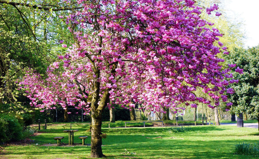 Vibrant pink flowering tree as captivating park focal point