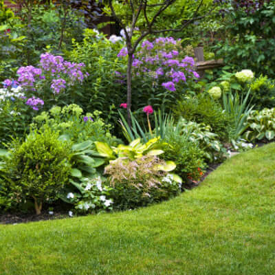 Lush green lawn with vibrant garden bed of purple white flowers enhancing landscape