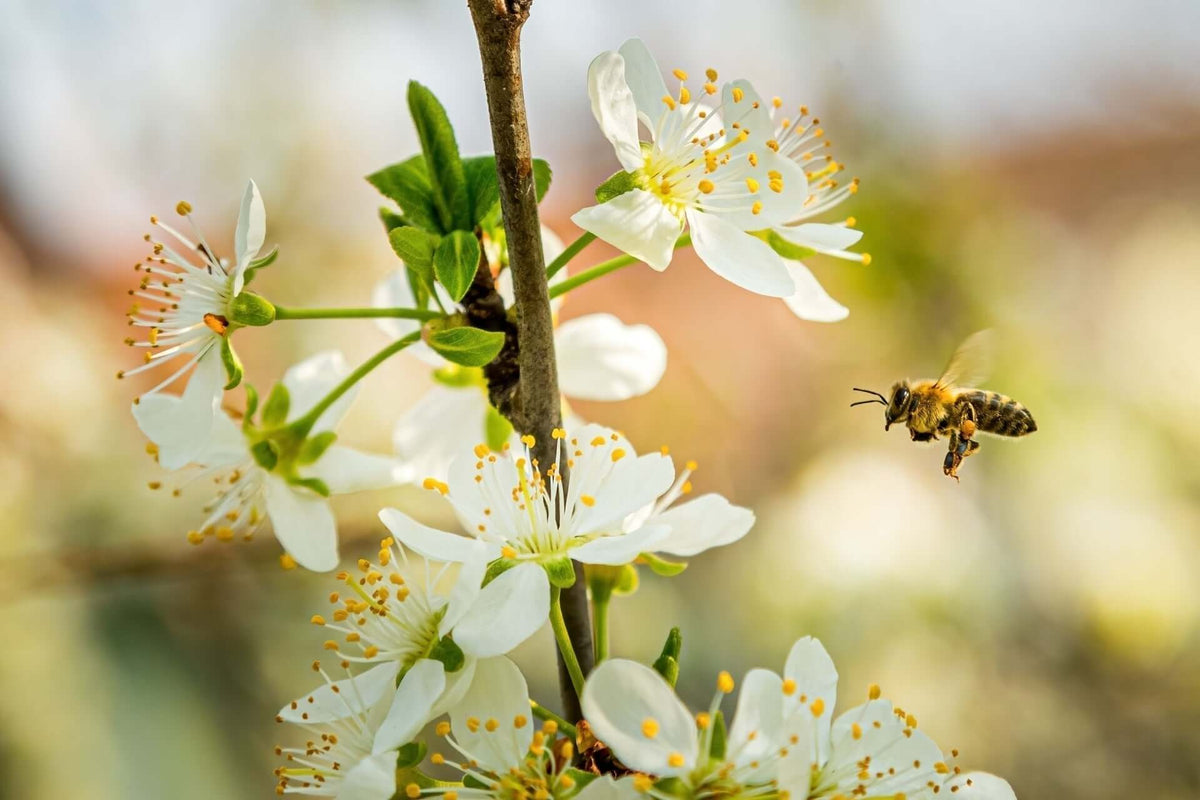 Honeybee with fuzzy golden-brown stripes hovers near white blossoms in pollinator garden