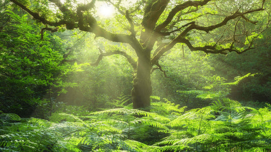 Majestic moss-covered tree in golden sunlight for sun-loving garden ferns