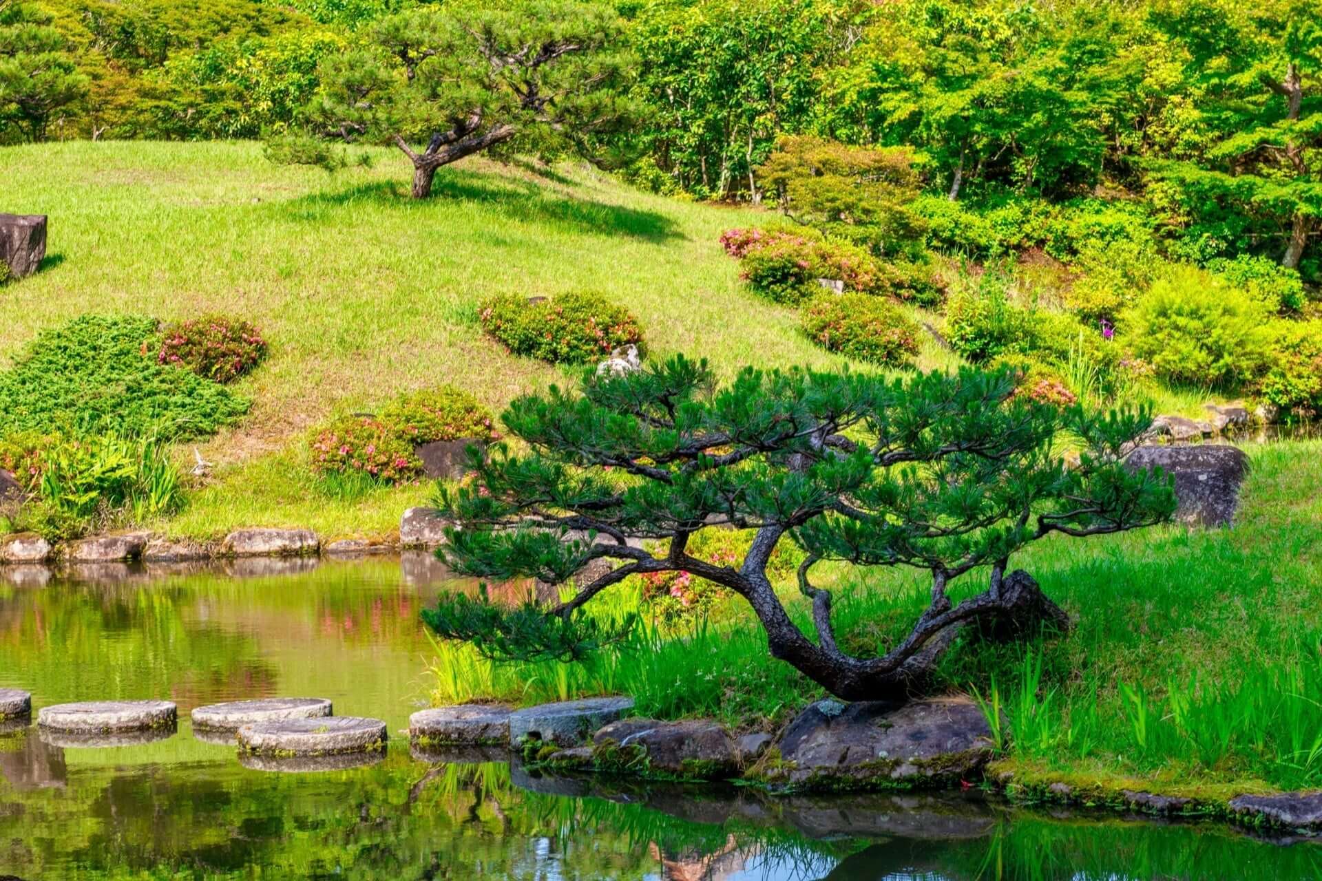 Curved pine tree on mossy rock by pond in Chinese garden