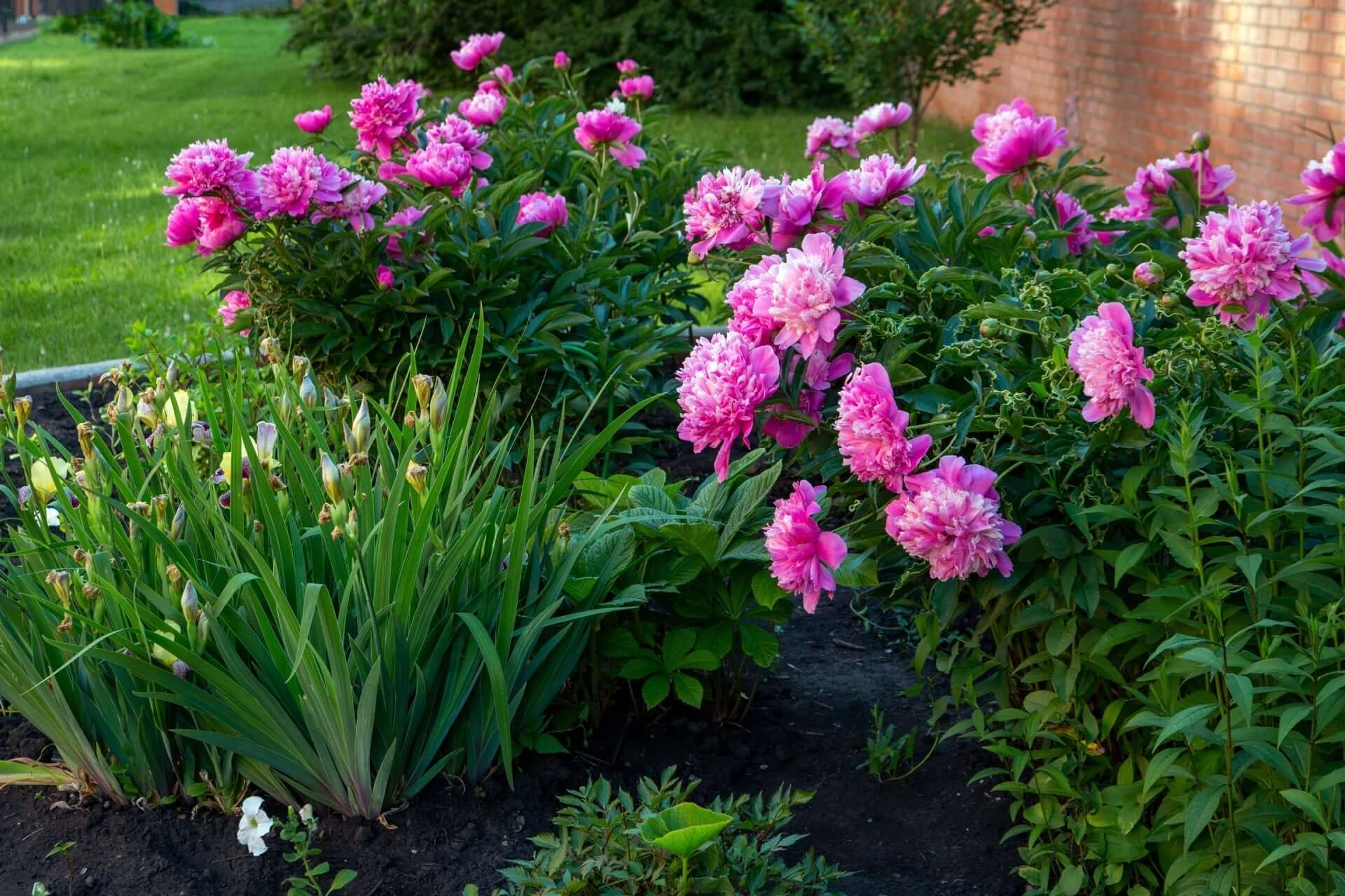 Vibrant pink peonies in full bloom for dream garden design