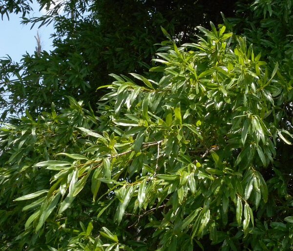 Lush green willow oak foliage with slender leaves and dark berries