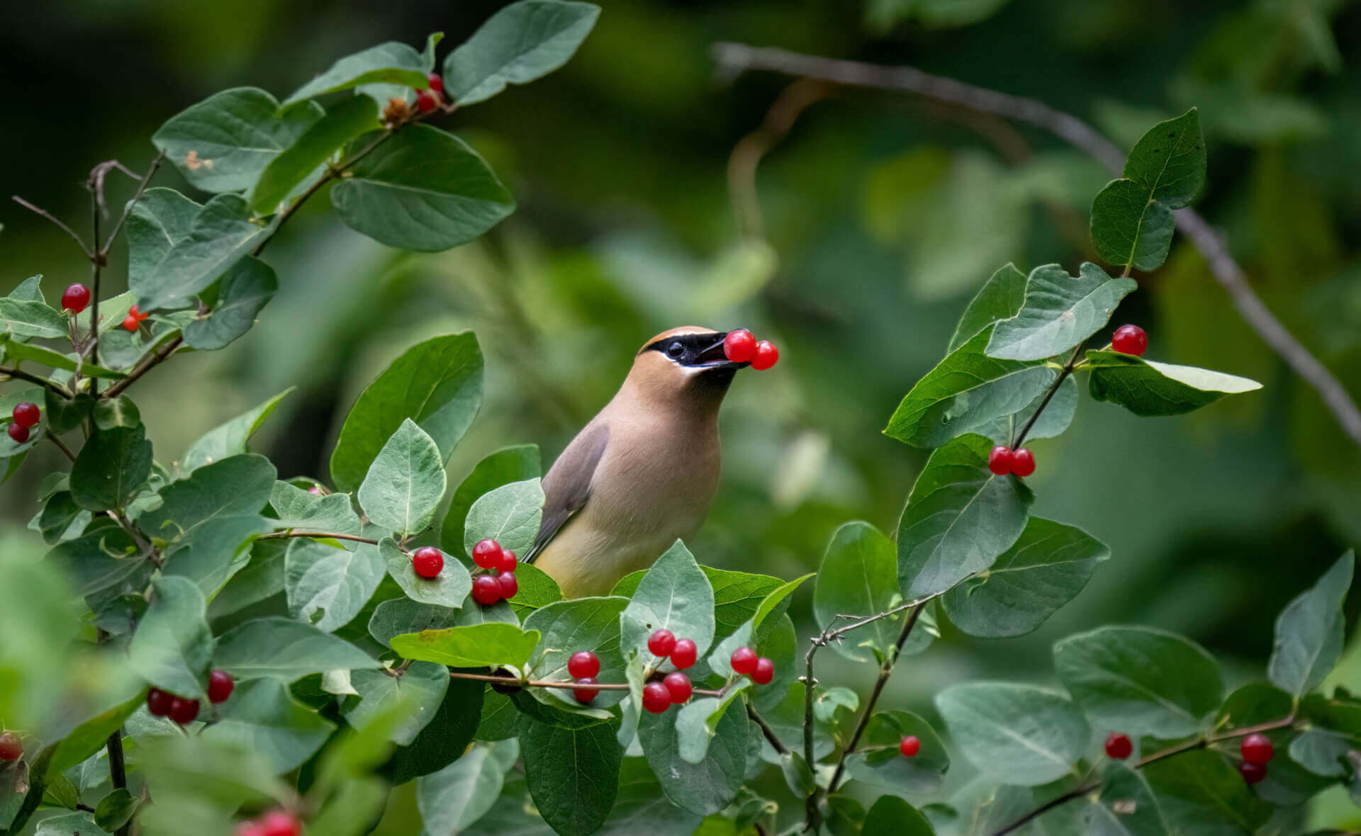 Bird with black eye mask holds red berry among leaves in Plants that Benefit Birds