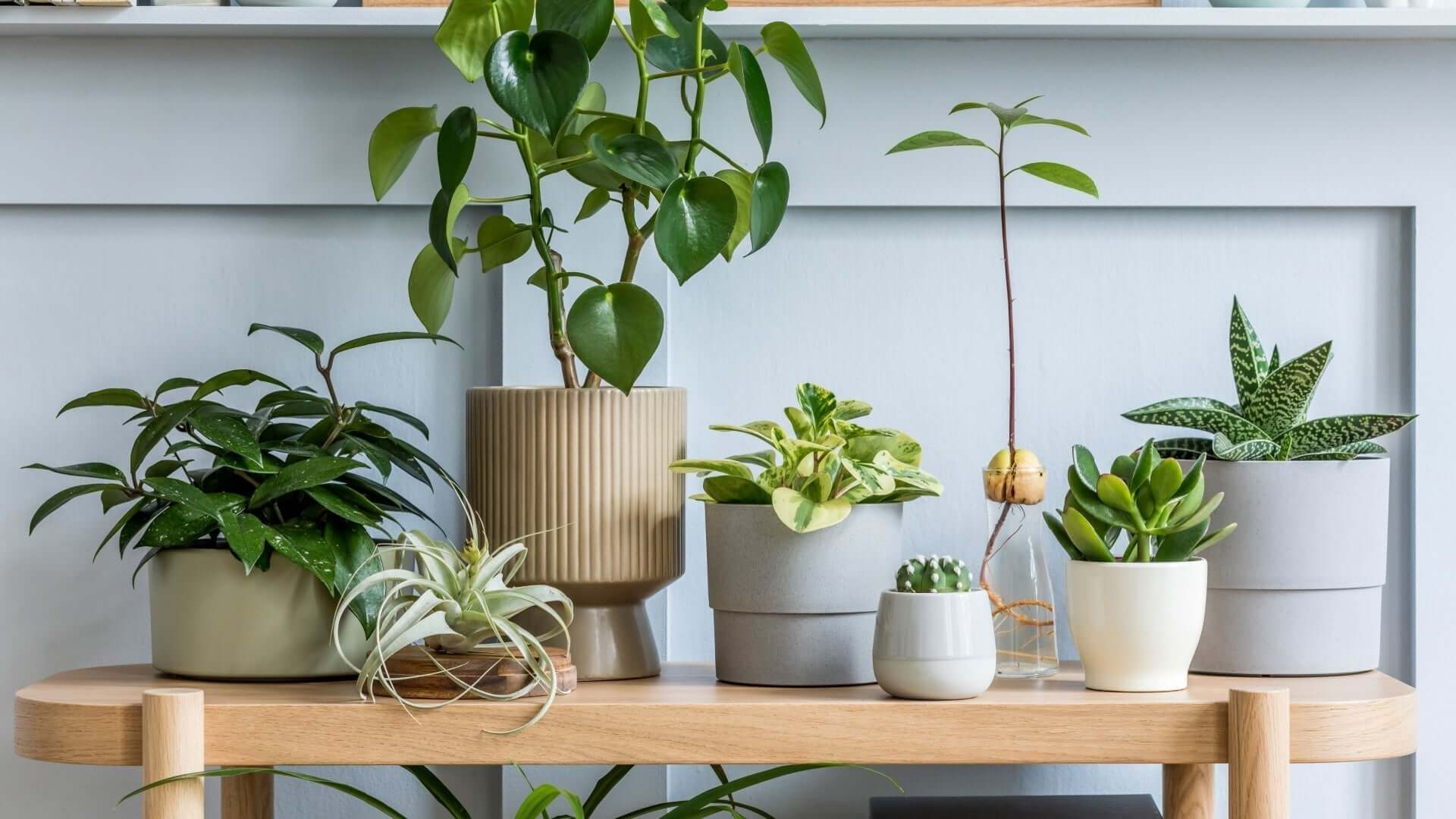 Best indoor autumn plants: potted leafy, succulents, air plants in pots and vase