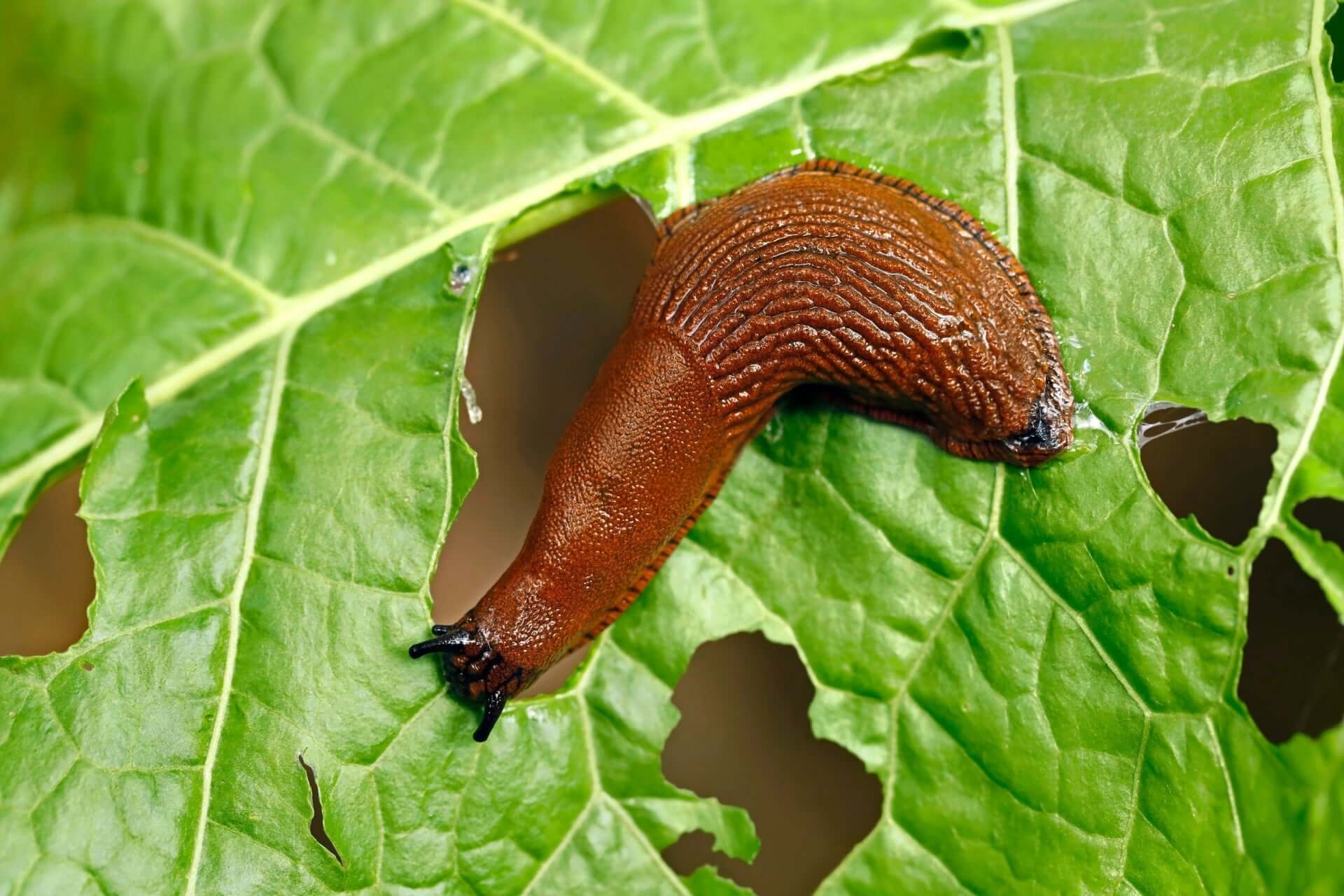 Brown textured slug with glossy surface on green leaf in garden pest control