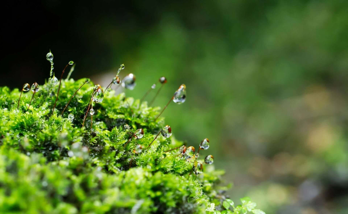 Vibrant green moss with slender stems and glistening water droplets