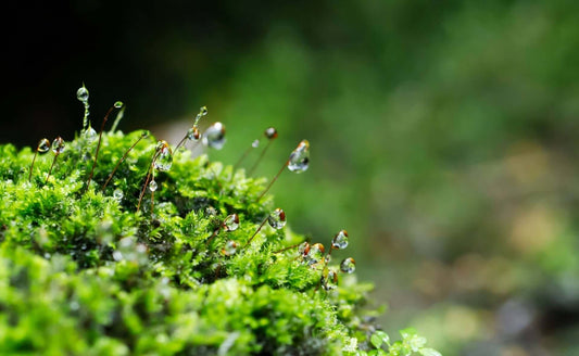 Vibrant green moss with slender stems and glistening water droplets