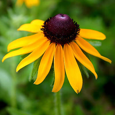 Vibrant yellow black-eyed susan with purple center, native biodiversity plant