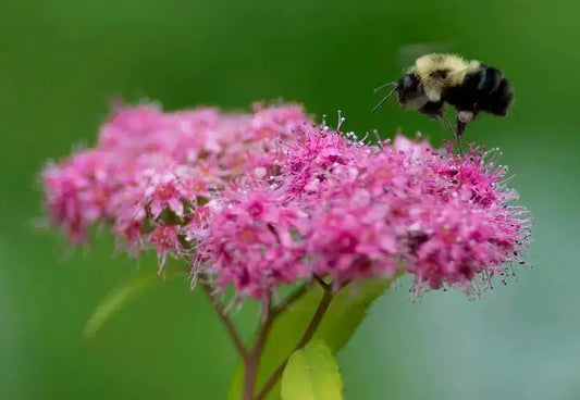 Fuzzy bumblebee hovers over pink flowers, best perennial for pollinators