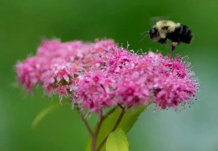 Fuzzy bumblebee hovers over pink flowers, best perennial for pollinators