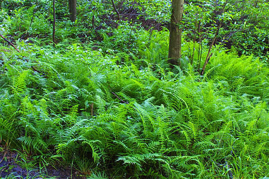 Lush sensitive fern with feathery green fronds on forest floor