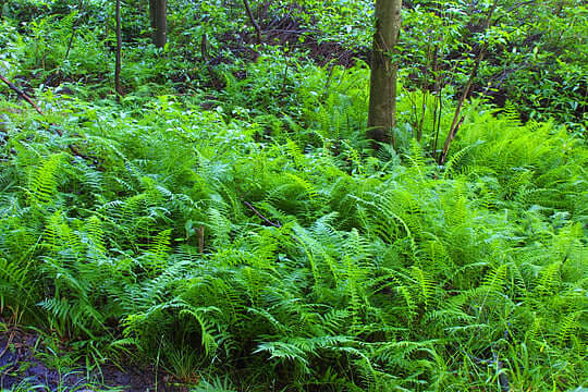 Lush sensitive fern with feathery green fronds on forest floor