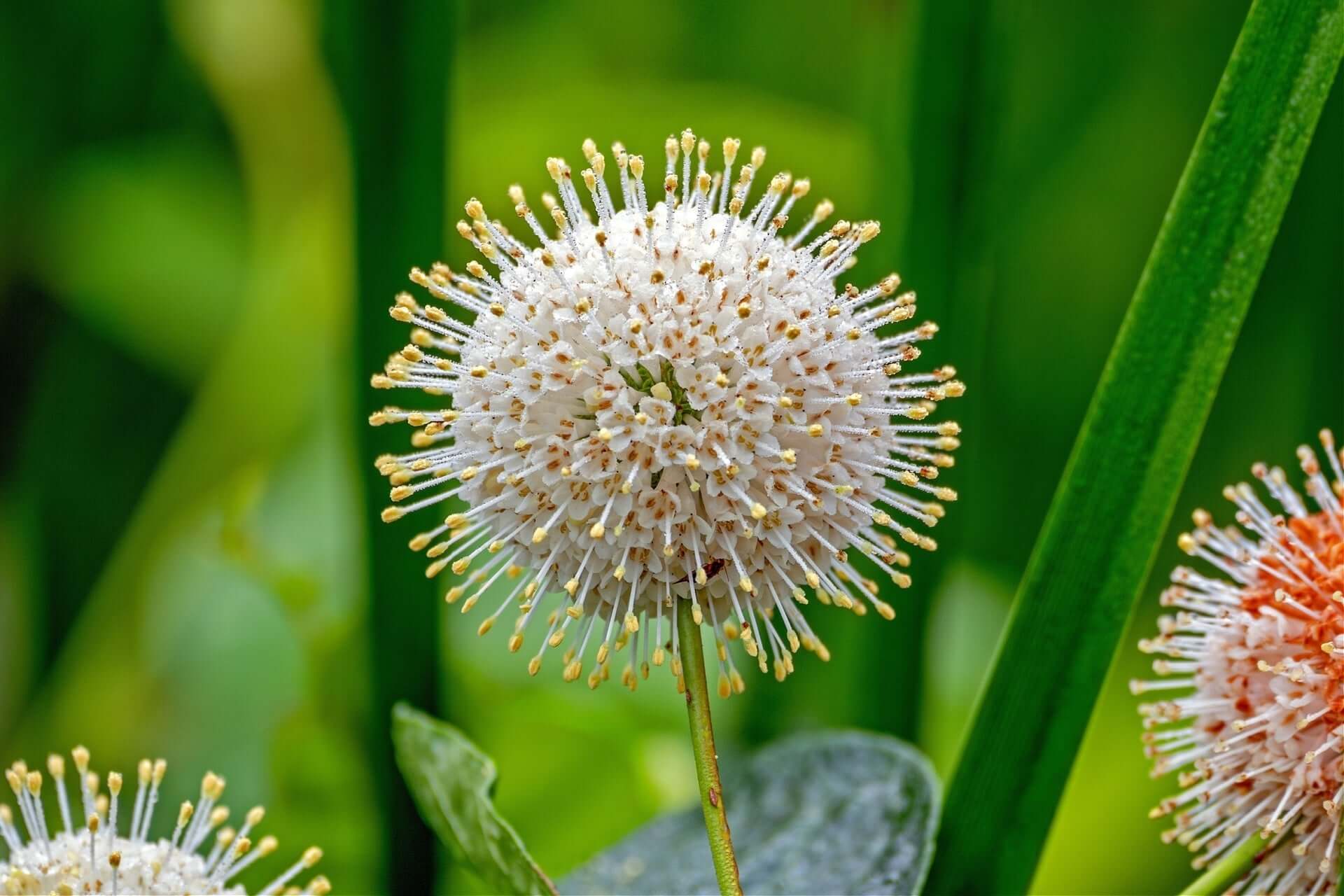 Buttonbush white spherical flower with gold-tipped spiky stamens