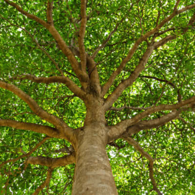 Tall shade tree with thick brown trunk and vibrant green sprawling branches