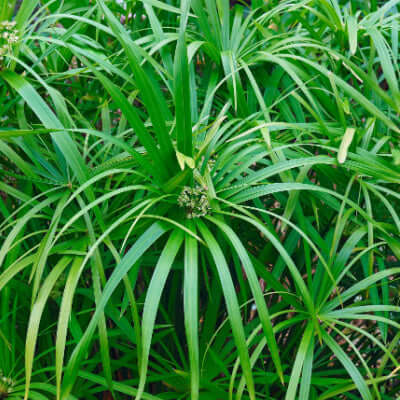 Palm sedge papyrus plant with lush green radiating fronds
