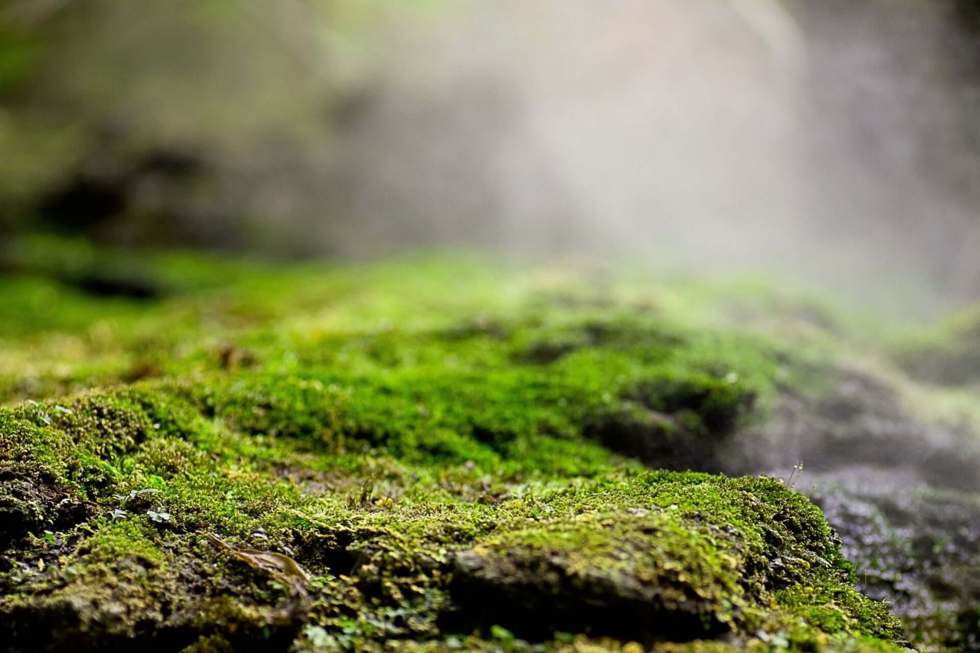 Vibrant green moss blanketing damp textured rock in shady spot