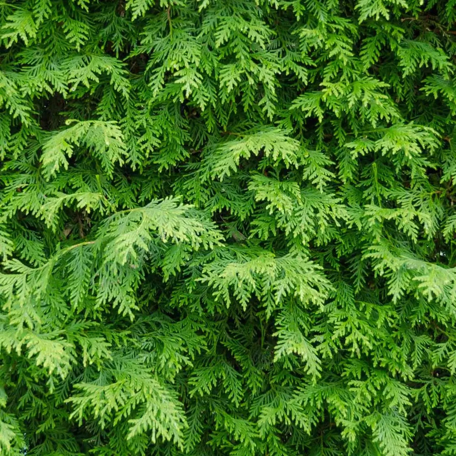 Lush vibrant green American arborvitae foliage with feathery layered leaves