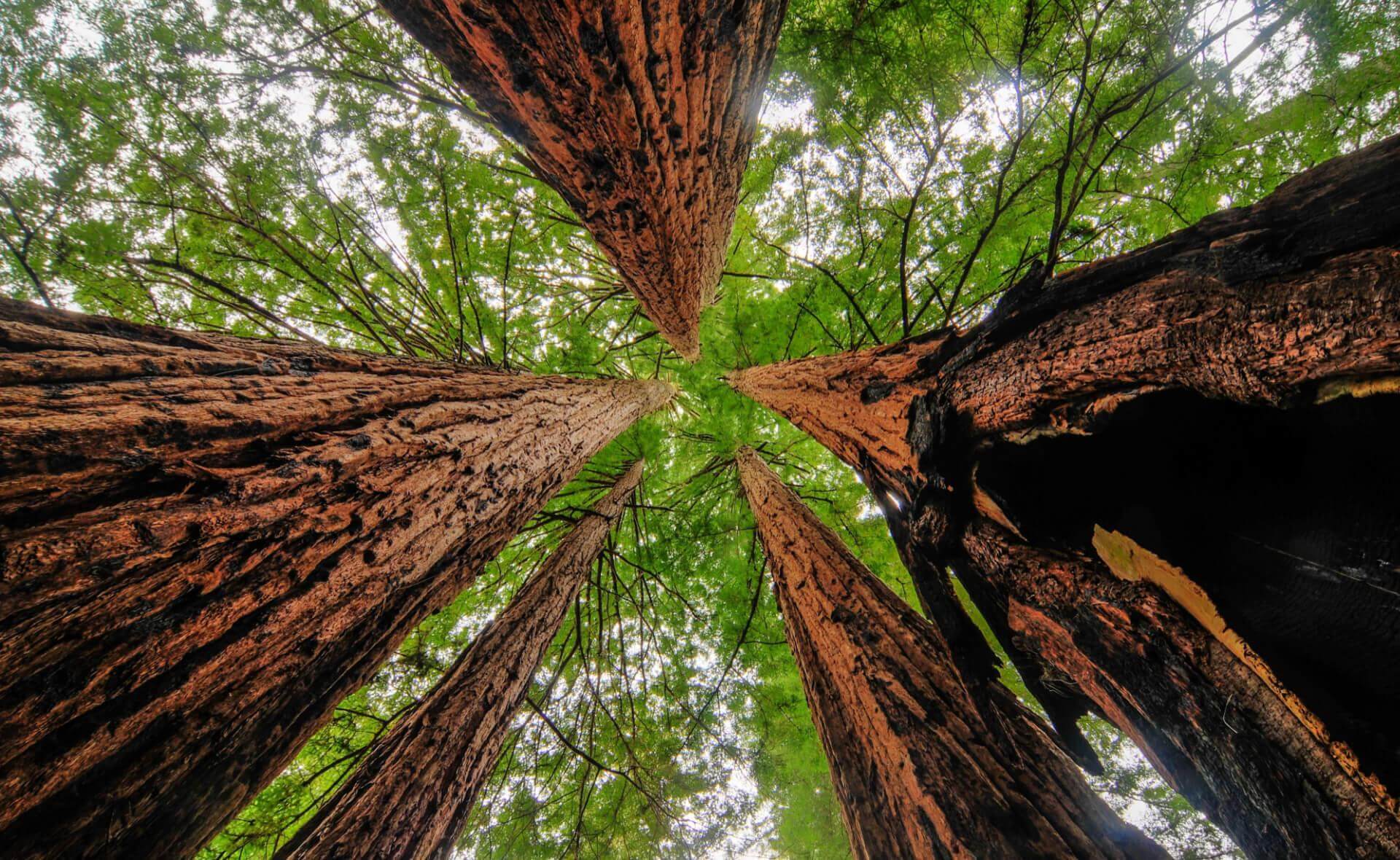 Majestic redwood giants with rugged reddish-brown bark and towering green canopies