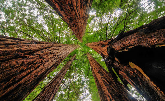 Majestic redwood giants with rugged reddish-brown bark and towering green canopies