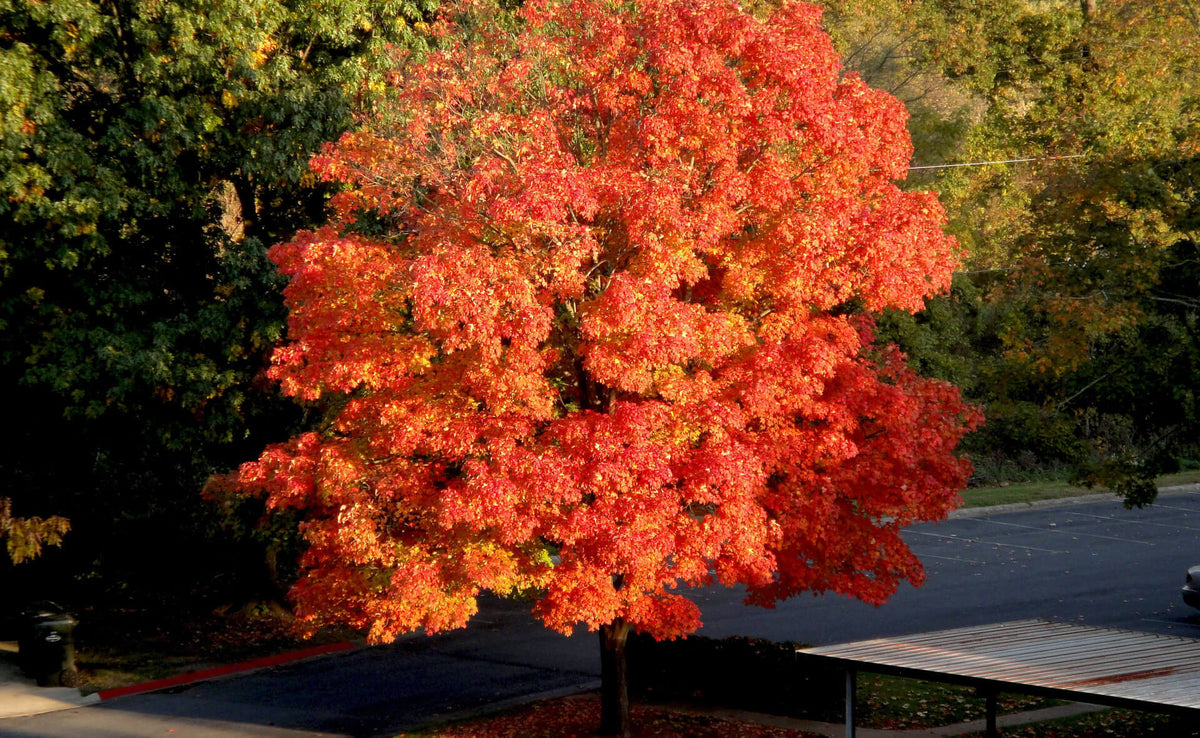 Vibrant sugar maple tree with fiery red, orange, yellow autumn leaves