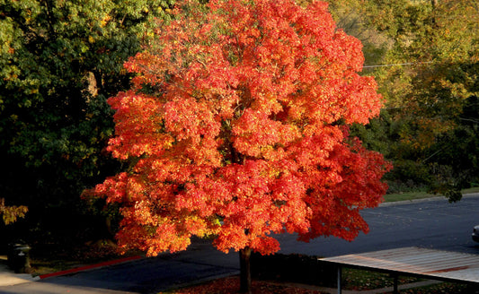Vibrant sugar maple tree with fiery red, orange, yellow autumn leaves