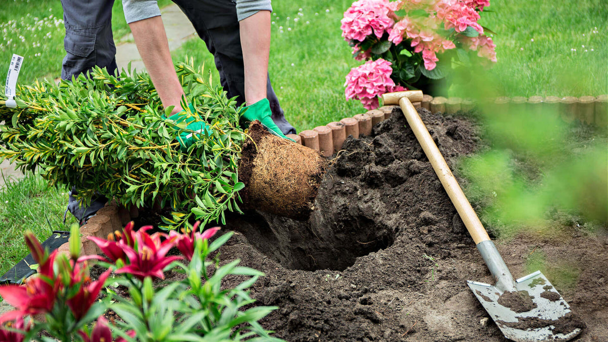 Lush green shrub with root ball prepared for garden bed planting