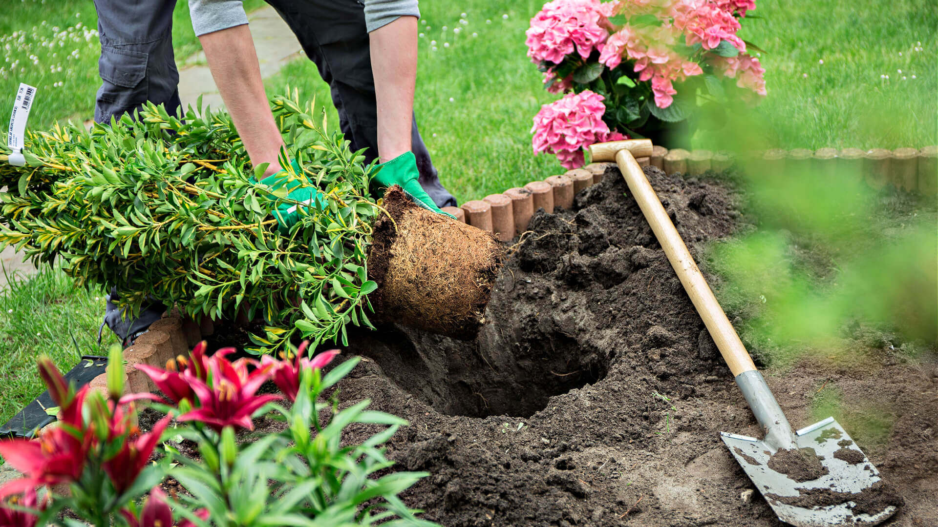 Lush green shrub with root ball prepared for garden bed planting